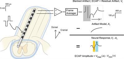 The Evoked Compound Action Potential as a Predictor for Perception in Chronic Pain Patients: Tools for Automatic Spinal Cord Stimulator Programming and Control